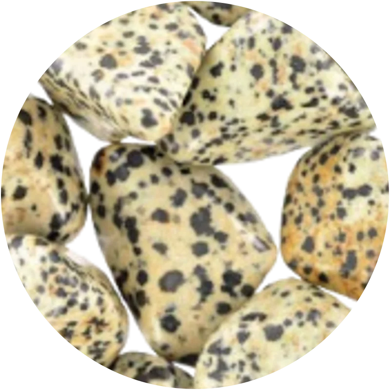 JASPE DALMATIEN